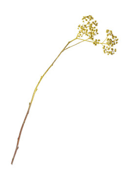 Dry small flowers painted in gold isolated on white or transparent background