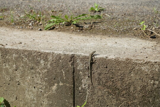 L&eacute;zard grimpant sur un mur .