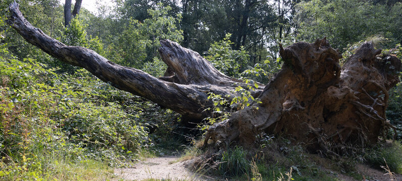 Uprooted fallen tree with exposed roots beside a woodland trail in West Woods, England