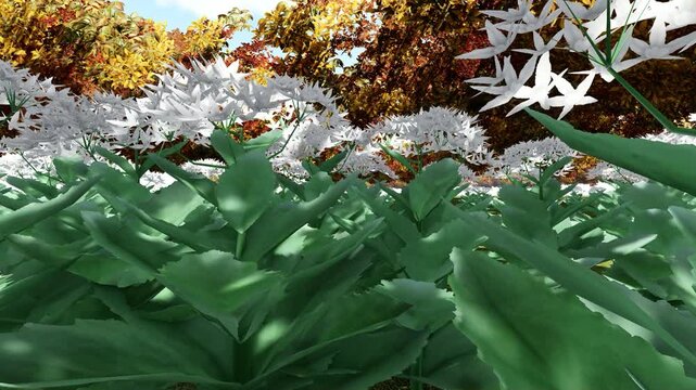Orpine White flower 