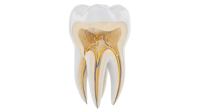 Cross-section of a human tooth showing enamel dentin pulp and roots with root canal white background dentistry illustration internal structure isolated