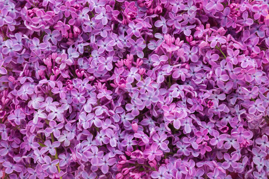 Fresh beautiful purple lilac flowers background. Flat lay. Top down view.
