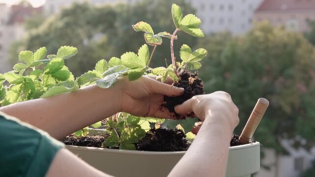A detailed close-up shot of a woman's bare hands holding a green strawberry sprout with soil and carefully placing it into a large pot. Urban gardening process on a balcony on a sunny summer day
