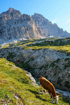 Dolomites mountain traditional landscape with cows grazing on alpine meadow in Italy, scenic rural livestock concept