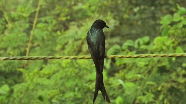 Black Bird Wildlife in Tropical Nature, Greater Racket-tailed Drongo in India