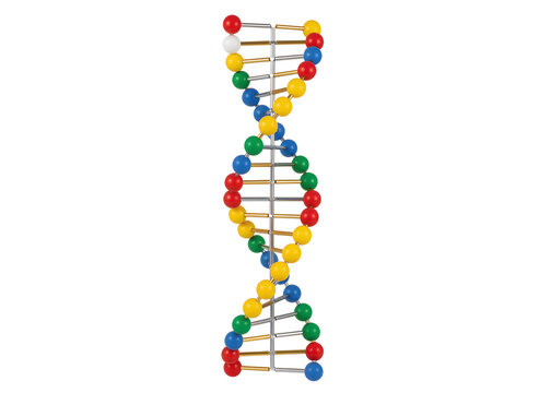 DNA-Modell