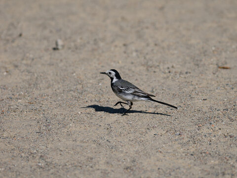 pied wagtail running on the beach