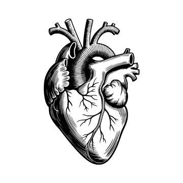 Detailed anatomical human heart illustration in vintage black and white engraving style isolated on white background