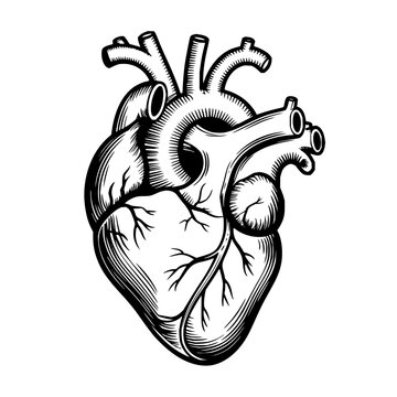 Artistic black and white engraving of a human heart showing detailed arteries and veins on white background