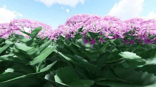 Orpine Pink Color Flower 