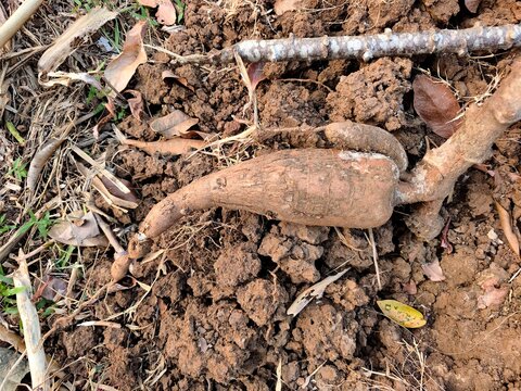 Freshly harvested cassava root exposed in dry soil beside stems and fallen leaves outdoors naturally.