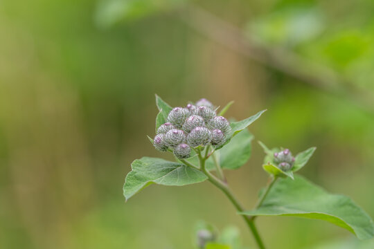 Dew covered burdock cluster with tender green buds and soft meadow bokeh under gentle morning light, showing delicate spring growth, fresh moisture, and tranquil natural color