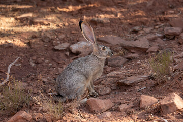 An alert Jackrabbit stops for a few moments in the shade on a rocky hillside in the mountains of Southern Utah USA on a hot summer afternoon.  © Melani