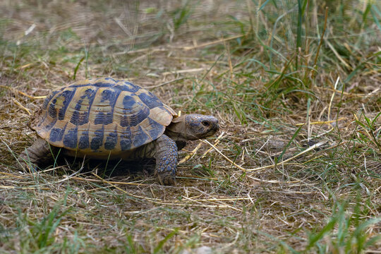 Hermann's tortoise (Testudo hermanni) in the typical dry terrain of the southern European steppes.