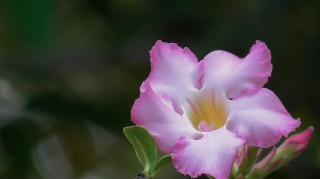 Pink and White Single Adenium Flower with Soft Bokeh Background