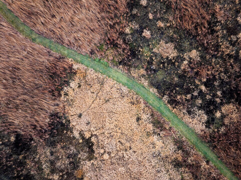 Overhead aerial drone view of a vibrant green narrow strip or path cutting diagonally through a textured landscape of dry brown reeds and soil. Abstract top-down nature background.