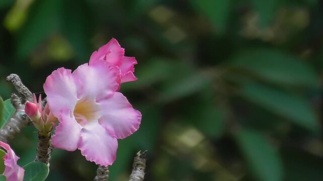 Pink Single Adenium Flowers and Buds in Bloom