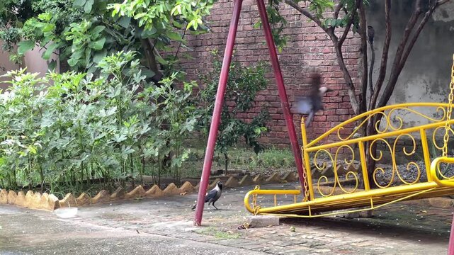 Rusty swing set in neglected backyard with wild overgrown vegetation