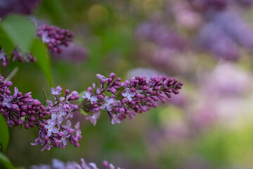Obraz premium Lilac, a classic ornamental garden shrub suitable for cottage gardens, borders and landscape plantings. Syringa vulgaris (common lilac) in bloom, showing fragrant purple flower panicles. 