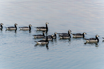 Barnacle geese swimming in coastal waters off Saaremaa, Estonia © Portnovs