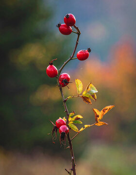 Upright rosehip branch with red hips in autumn botanical illustration with cosy mood generative AI