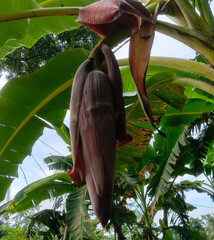 Banana flower on the tree © MuhammadTufazzal