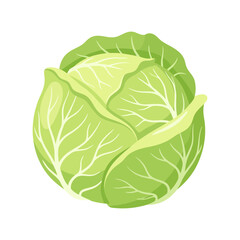Fototapeta premium Fresh green cabbage head vector illustration isolated on white background