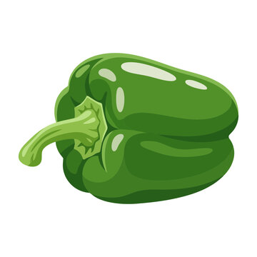 Fresh green bell pepper vector illustration, sweet paprika capsicum vegetable icon
