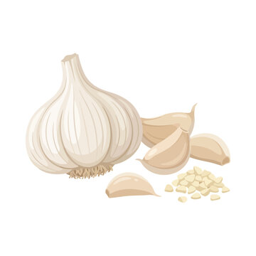 Garlic bulb with whole cloves and minced chopped garlic vector illustration