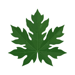 Fototapeta premium Green papaya leaf