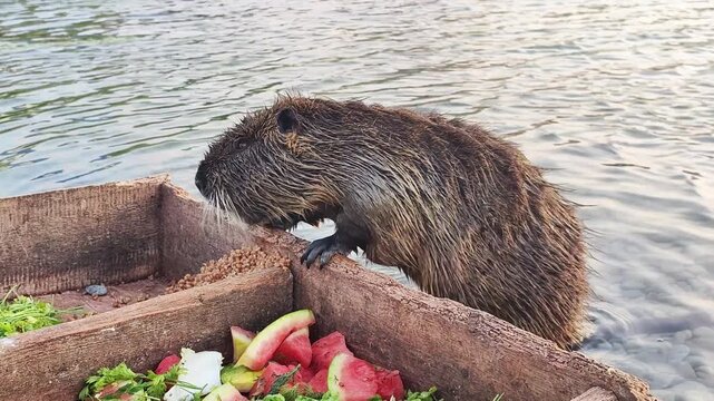 Nutria eats food from a wooden feeder and scratches its belly near the water. Ideal for educational videos, wildlife documentaries, animal care guides, nature blogs, biology research, eco-campaigns