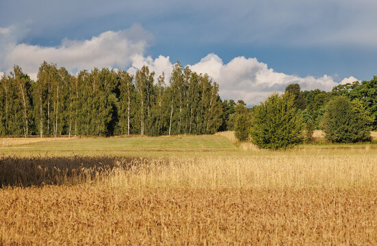 Rye field with a green forest in the background under cloudy sky, Mazowsze region, Poland