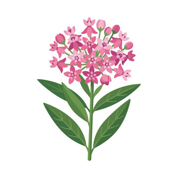 Pink milkweed flower cluster illustration