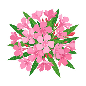 Pink oleander flowers with green leaves isolated on white background