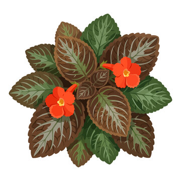 Top view of episcia plant with red flowers and patterned leaves