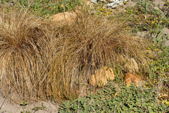 Carex buchananii leatherleaf sedge ornamental grass in garden closeup