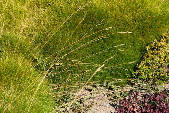 Festuca gautieri bearstool fescue ornamental grass in garden closeup