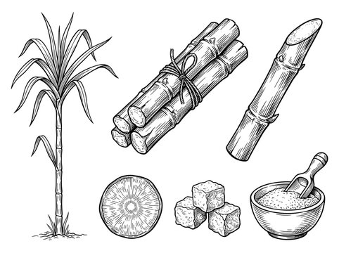 Sugar cane plant set, organic sweetener stalks, sugar cubes and bowl engraved sketch vector