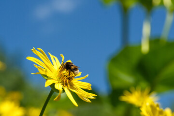 Bumblebee collecting nectar on yellow cup plant flower against blue sky © aviavlad