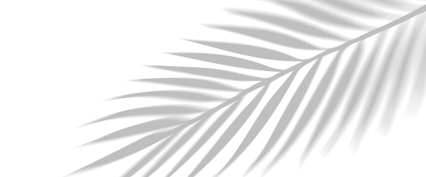 PNG shadow overlay effect of realistic tropical palm leaves isolated on transparent background. Black and white coconut leaf blur shadow overlay summer decorative vector element design.