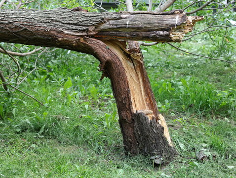 The fracture site of a tree felled by a hurricane