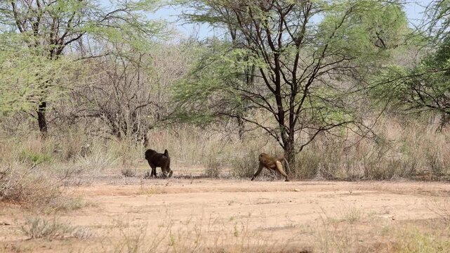 Two baboons walk through a dry riverbed in the lower Omo River Valley of Ethiopia.