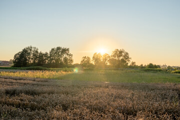 Golden sunrise over wheat field with trees on horizon, rural summer landscape at dawn © Kamil