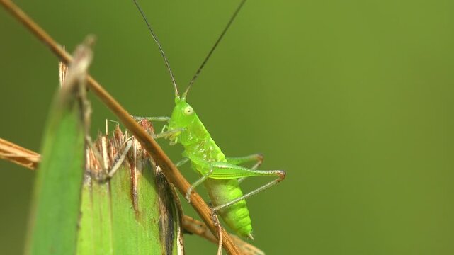 Bright green bush cricket nymph on a dry grass stem in a summer meadow, long antennae moving, shot in extreme macro with shallow depth of field against a soft green background