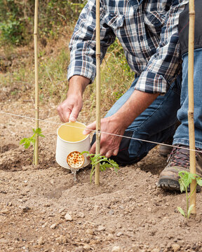 Close-up of a farmer's hands watering a tomato plant in an organic field with an old metal watering can. Garden work in spring. Traditional agriculture.