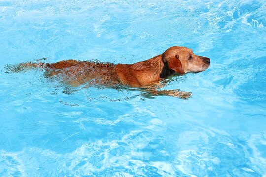Labrador Retriever is swimming in clear blue water. Side view.