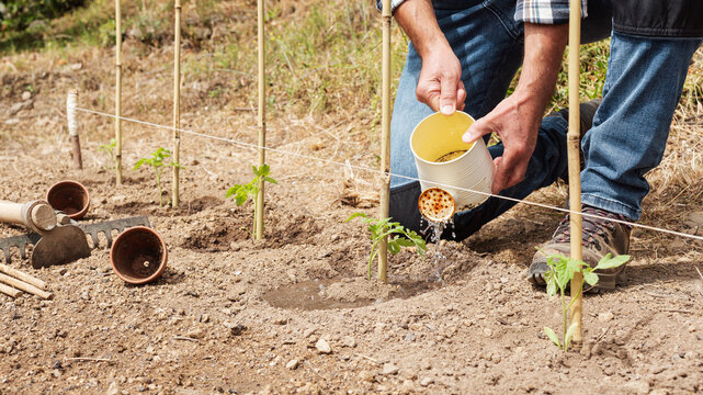 Close-up of a farmer's hands watering a tomato plant in an organic field with an old metal watering can. Garden work in spring. Traditional agriculture.