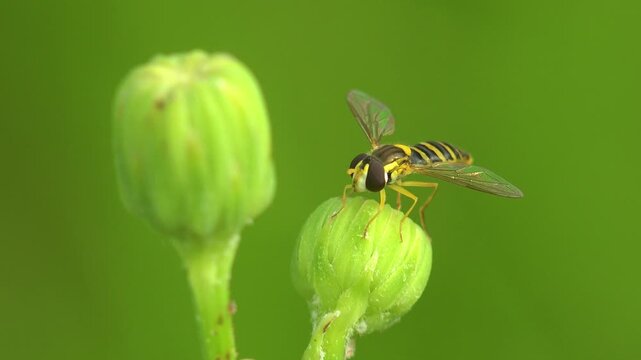 Yellow and black hoverfly perched on a green flower bud in summer, macro view with transparent wings, large eyes and shallow depth of field against a soft green background
