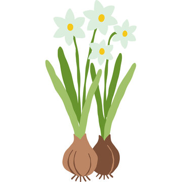 Paperwhite narcissus bulbs clipart, blooming white daffodil flowers with green leaves and root bulbs, winter holiday christmas botanical plant design element isolated on white background.
