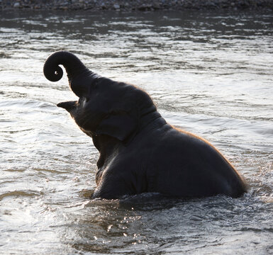 Asian elephant bathing in Thailand